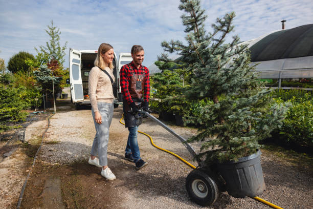 The Steps Involved in Our Tree Care Process in Langdon, ND